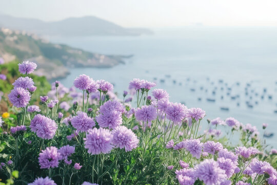 Lavender flowers blooming on a coastal cliffside