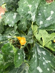 Powdery mildew on zucchini leaves, characterized by a white, powdery fungal growth, leads to reduced photosynthesis, plant vigor, and yield losses