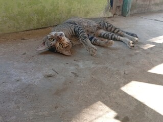 A striped cat stretches out comfortably near a wall.