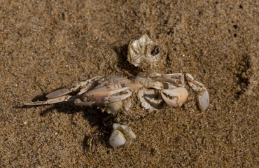 Liocarcinus depurator (Portunus plicatus), sometimes called the harbour crab, or sandy swimming crab. The fauna of the Black Sea. Dead animals.