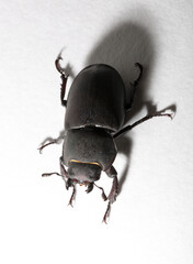 Lucanus cervus is the best-known species of stag beetle (family Lucanidae) in Western Europe....