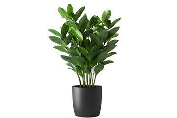 Houseplant in a black pot on transparent background.