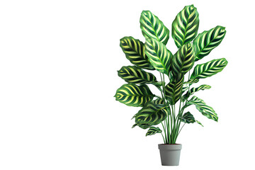 Caladium plant in pot on transparent background