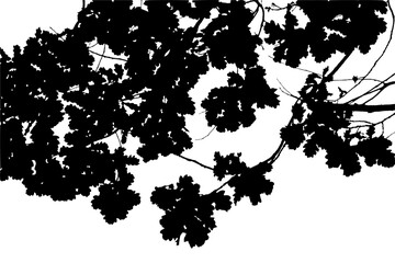Illustration, silhouette of oak branch on transparent background