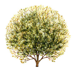 Watercolor Illustration of a Round Tree Depicting Detailed Brown Trunk Green Leaves and Branches Isolated Against a Transparent Background