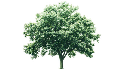 Green oak tree isolated on a transparent  background 