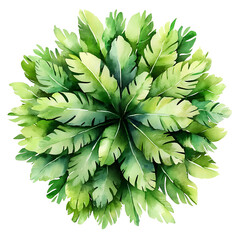 Top View Watercolor Illustration of Lush Green Tropical Plant Isolated on White Background