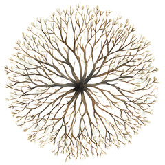 Aerial View of Tree Branches Forming A Circular Shape Isolated Against White Background Watercolor Illustration