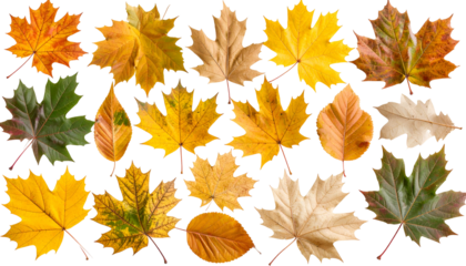 A collection of colorful autumn leaves showcasing the beauty of fall season. This image beautifully captures the diverse shapes and hues of fall foliage