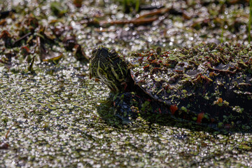 Painted in duckweed filled pond