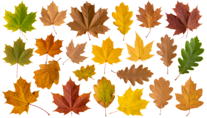 Vibrant Autumn leaves scattered artfully, each showcasing unique textures and hues