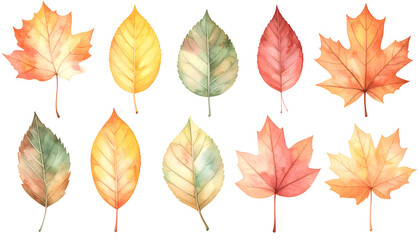Obraz premium A collection of colorful autumn leaves, a symbol of nature's seasonal transition, showcasing a variety of shapes and hues