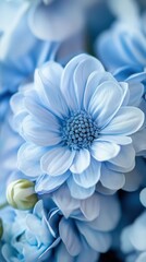 Obraz premium Delicate Blue Chrysanthemums in Bloom