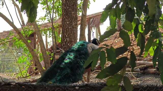 The Peacock, also known as the Blue Peacock.