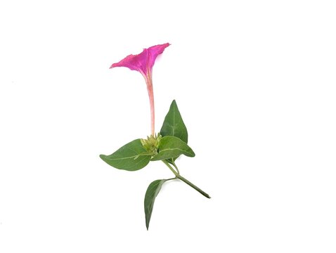 Four O'Clock flower (Mirabilis jalapa) isolated on white background