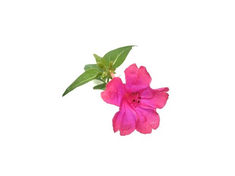 Four O'Clock flower (Mirabilis jalapa) isolated on white background