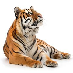 Fototapeta premium A full-body Bengal tiger lying down with its head raised, displaying detailed fur patterns and a relaxed expression.