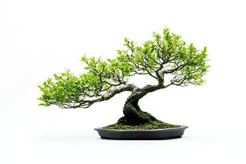 bonsai tree isolated on white background. bonsai tree.
