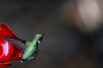 hummingbird in flight