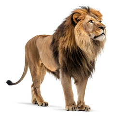 Obraz premium A full-body photorealistic lion standing majestically with a detailed mane and powerful stance.