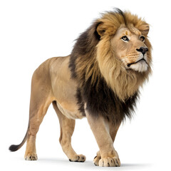 Obraz premium A full-body photorealistic lion standing majestically with a detailed mane and powerful stance.