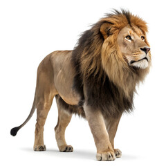Obraz premium A full-body photorealistic lion standing majestically with a detailed mane and powerful stance.
