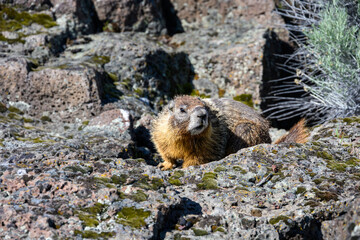 Furry marmot laying on a sun warmed rock, Crooked River Gorge in Central Oregon, at a nature background
