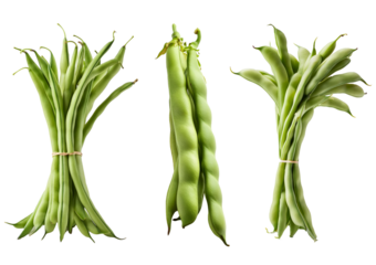 Collection Field beans-Broad beans side view full length isolated on transparent or white background