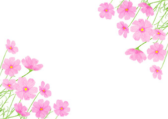 コスモス　花　水彩　秋　イラスト