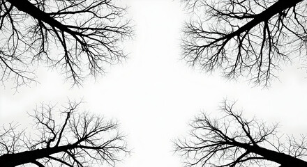 Obraz premium Silhouette Trees Black Branches Against White Sky