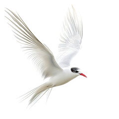 Arctic Tern isolated in transparent background