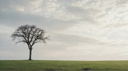 Naklejka premium Single Tree on a Grassy Plain Under a Pale Sky