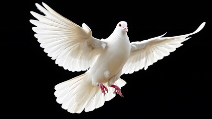Obraz premium White Dove Taking Off Isolated on Transparent Background