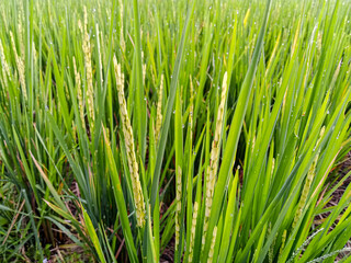 Naklejka premium Close-up of rice plants with morning dew in a green paddy field. 