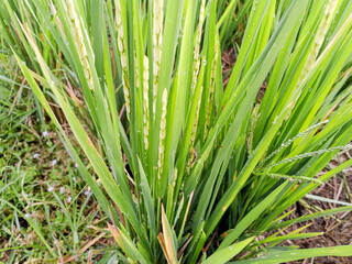 Obraz premium Close-up of rice plants with morning dew in a green paddy field. 