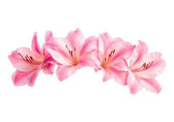 Fototapeta premium Vibrant pink flowers in full bloom on transparent background, PNG