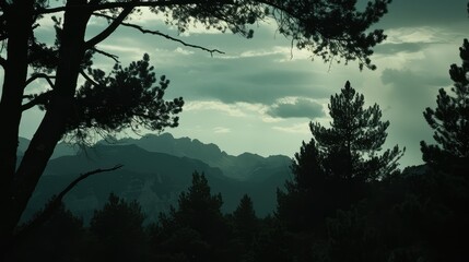 Silhouetted Pine Trees Against Mountain Range