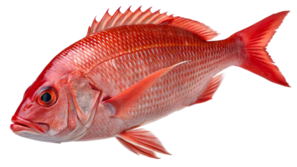 siamese fighting fish