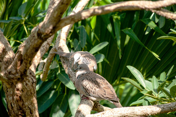 Peaceful Doves Perched on Tree Branch – Nature Wildlife Scene in Tranquil Setting