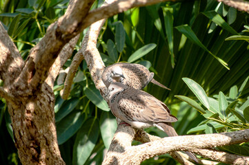Peaceful Doves Perched on Tree Branch – Nature Wildlife Scene in Tranquil Setting