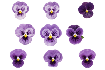 Purple Pansy Flowers: Close-Up View of Nine Blooms on White Background isolated on transparent background png