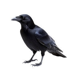 Obraz premium Crow isolated in transparent background 