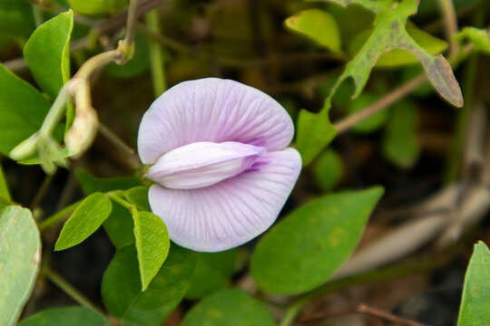 Centrosema pubescens Benth,Centrosema,Spurred Butterfly Pea,Centrosema virginianum