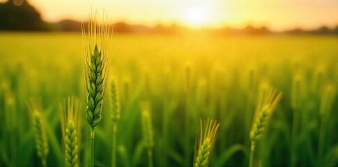 Golden hour sunlight bathes a lush green field of ripening wheat, swaying gently in the summer breeze A vibrant scene of abundant harvest, ripe for the picking , wheat, ecology, organic