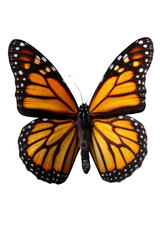 Obraz premium Monarch's Winged Majesty: The radiant wings of a monarch butterfly are spread wide, displaying intricate patterns of orange, black, and white. Its delicate beauty is a testament to nature's artistry.
