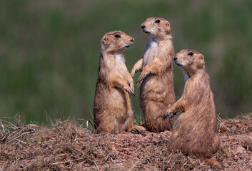 prairie dogs on the ground