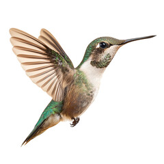 Fototapeta premium Hummingbird isolated in transparent background 