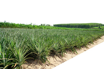 Pineapple garden ,  plant isolated on white background ,This has clipping path