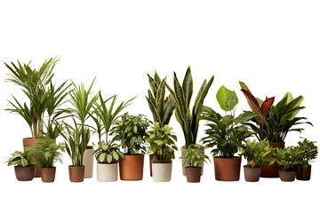 Vibrant Indoor Plant Collection: A Diverse Array of Potted Houseplants for Home Décor isolated on transparent background png