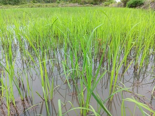 Obraz premium rice field in thailand. The season of fertility 